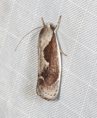 Lichenaula undulatella