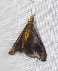 Hemiscopis violacea