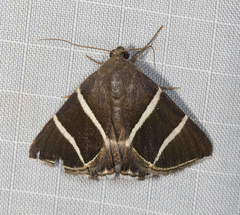 Grammodes justa