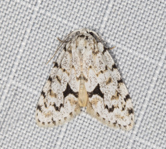 Thallarcha macilenta