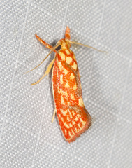 Crepidosceles chryserythra