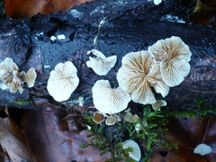 Crepidotus epibryus