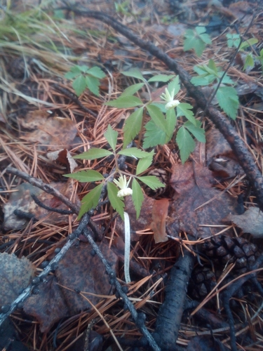 Anemonoides reflexa (Anemonoides reflexa)