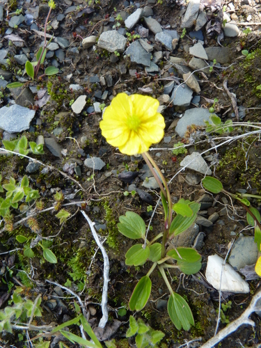 Ranunculus yunnanensis