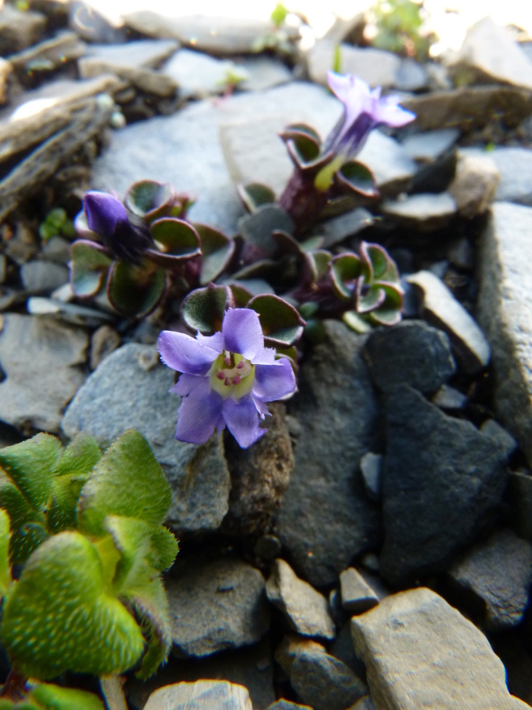 Gentiana vernayi