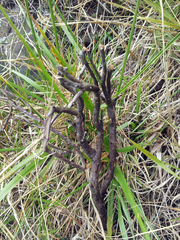 Pimelea eremitica