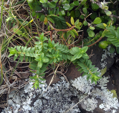Pimelea eremitica