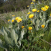 Gray Mule-Ears - Photo (c) kueda, some rights reserved (CC BY), uploaded by Ken-ichi Ueda