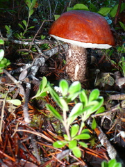 Leccinum manzanitae