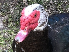 Cairina moschata domestica