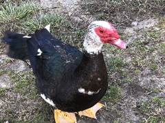 Cairina moschata domestica