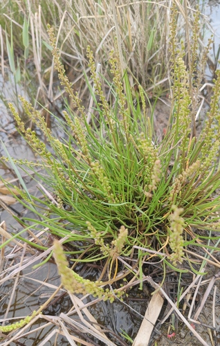 Triglochin asiatica iNat (2)