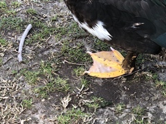 Cairina moschata domestica