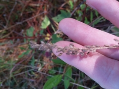 Anthenantia rufa