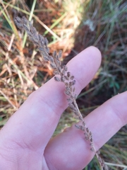 Anthenantia rufa