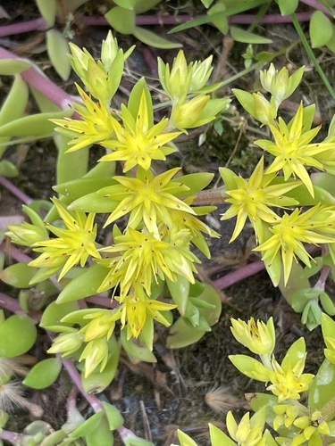 Sedum sarmentosum