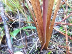 Anthenantia rufa