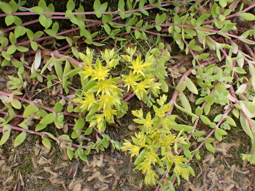 Sedum sarmentosum