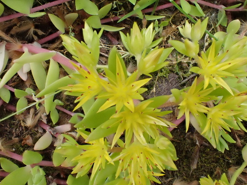 Sedum sarmentosum