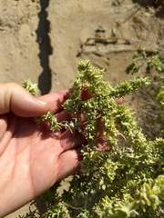 Atriplex canescens laciniata