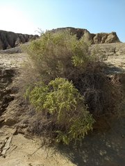 Atriplex canescens laciniata