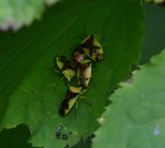 Elasmostethus atricornis