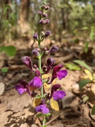 Savannah Skullcap (Scutellaria schweinfurthii)