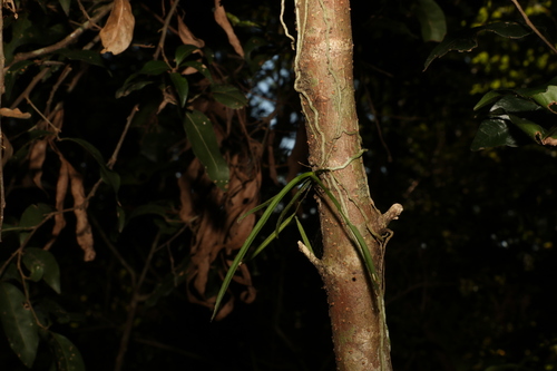 Image of Sarcochilus hillii by (c) Greg Tasney, some rights reserved (CC BY-SA)