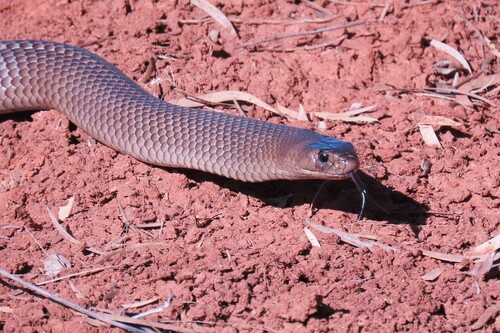 Eastern Brown Snake sighting