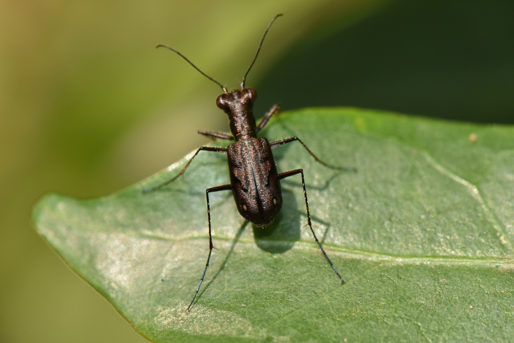Cylindera umbropolita