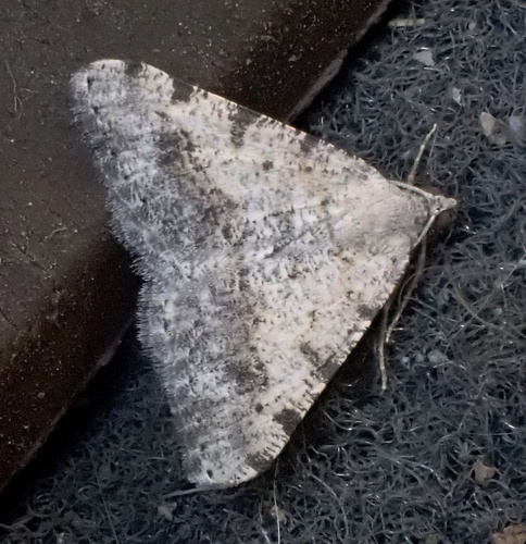 California Granite Moth and Allies photo 2