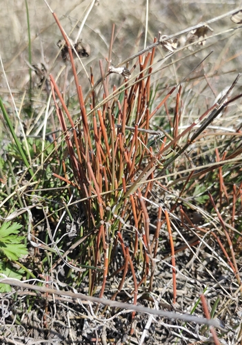 Image of Ephedra monosperma by (c) Юлия, some rights reserved (CC BY)
