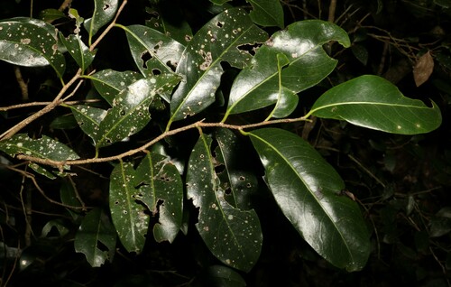 Image of Casearia multinervosa by (c) Greg Tasney, some rights reserved (CC BY-SA)