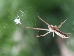 Araneae