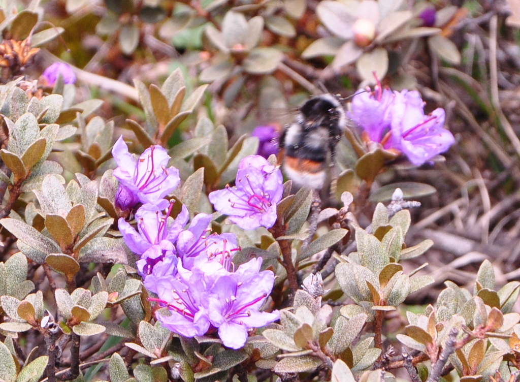 Bombus ladakhensis