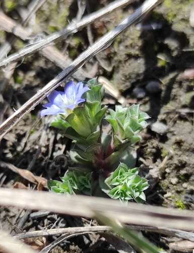Image of Gentiana squarrosa by (c) Юлия, some rights reserved (CC BY)