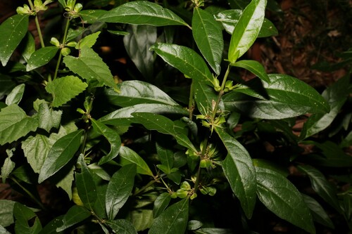 Image of Justicia hygrophiloides by (c) Greg Tasney, some rights reserved (CC BY-SA)