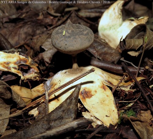 Beaked Earthstar