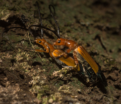 Stenoderus ostricilla