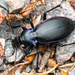 Carabus purpurascens - Photo (c) bugzone, μερικά δικαιώματα διατηρούνται (CC BY-NC)