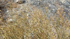 Eriogonum deserticola