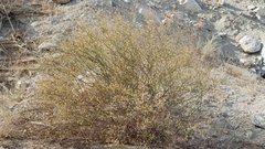 Eriogonum deserticola