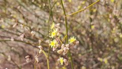 Eriogonum deserticola