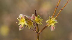 Eriogonum deserticola