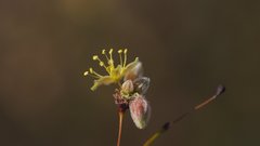 Eriogonum deserticola