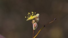 Eriogonum deserticola