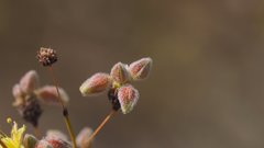 Eriogonum deserticola