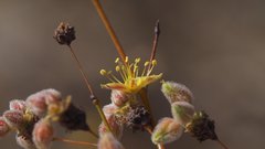 Eriogonum deserticola