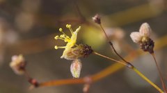 Eriogonum deserticola
