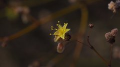 Eriogonum deserticola